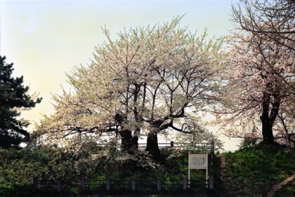 霞城の桜