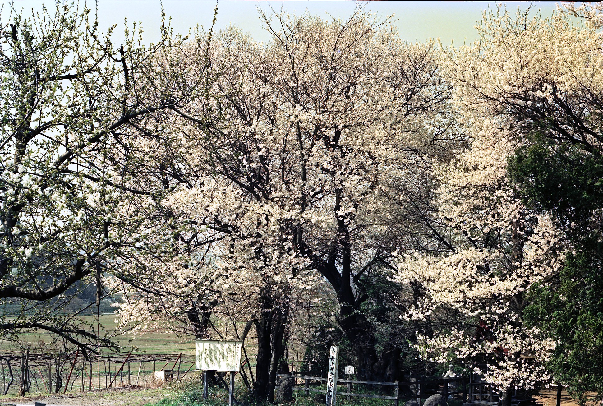 愛染神社の桜