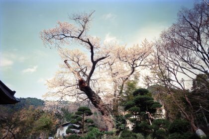 禅昌寺のヒガンザクラ