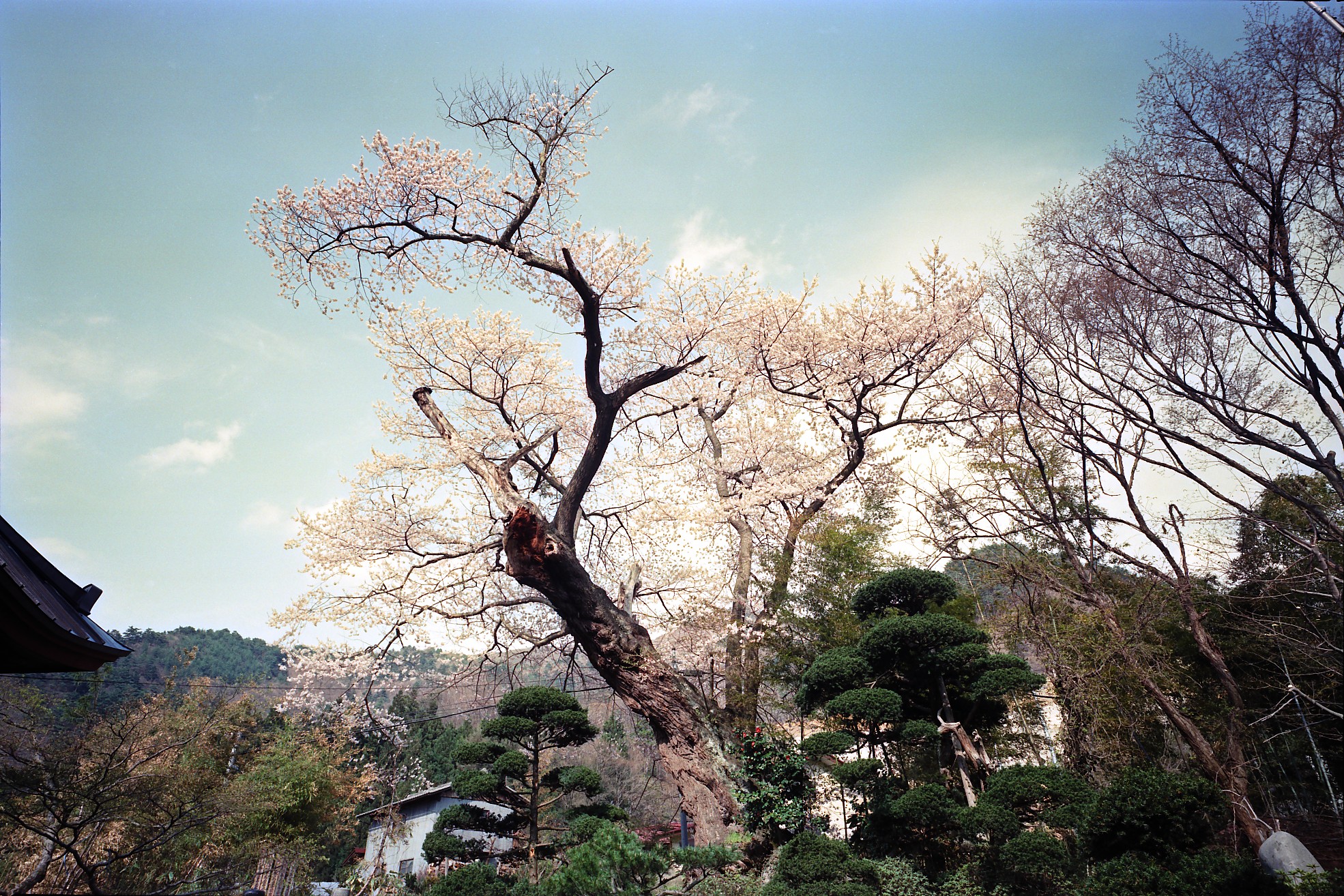 禅昌寺のヒガンザクラ