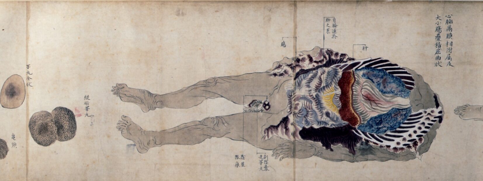 紙本著色人体解剖図巻　伝吉村蘭州筆