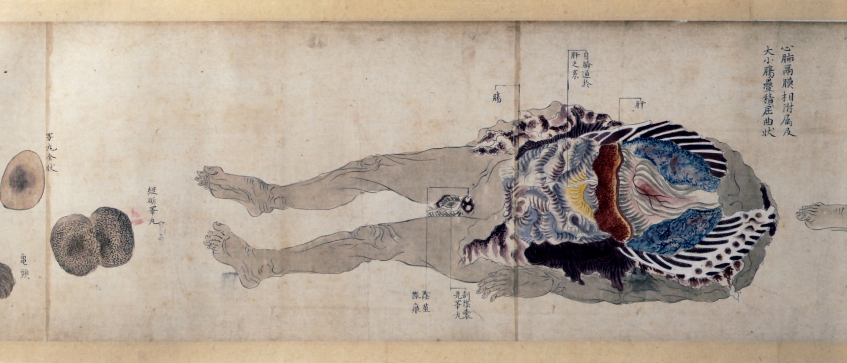紙本著色人体解剖図巻　伝吉村蘭州筆