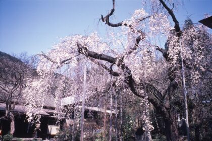 平泉寺の桜