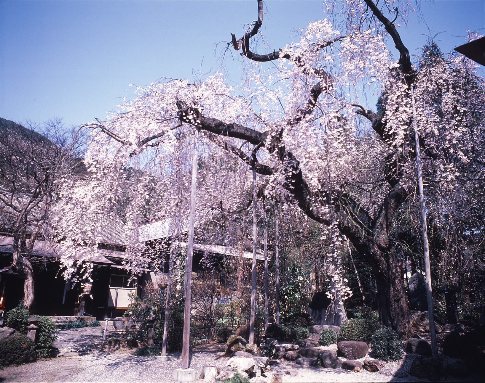 平泉寺の桜