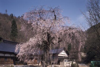 見滝寺のシダレザクラ
