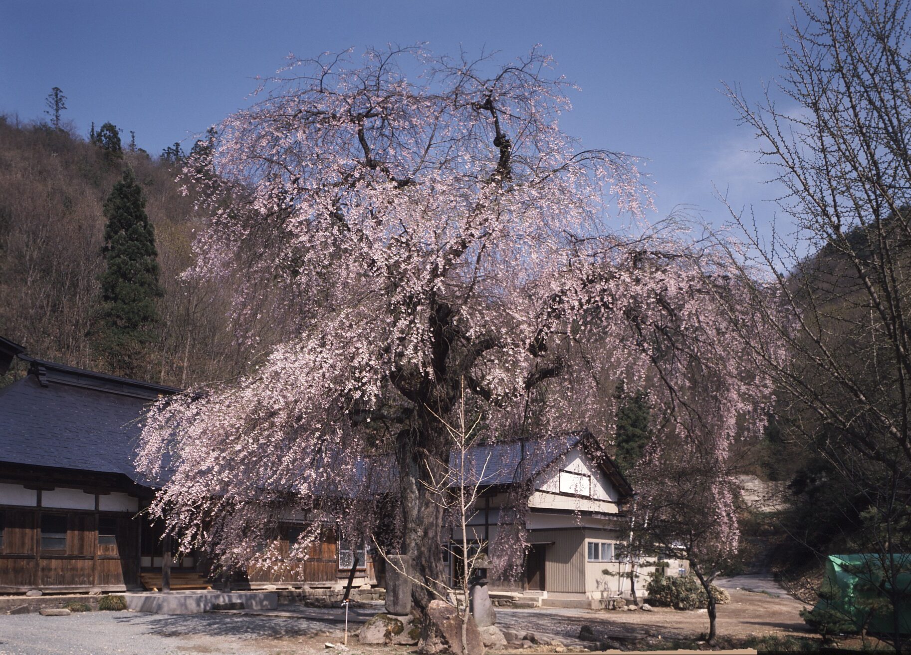 見滝寺のシダレザクラ