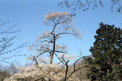 松尾山のヒガンザクラ