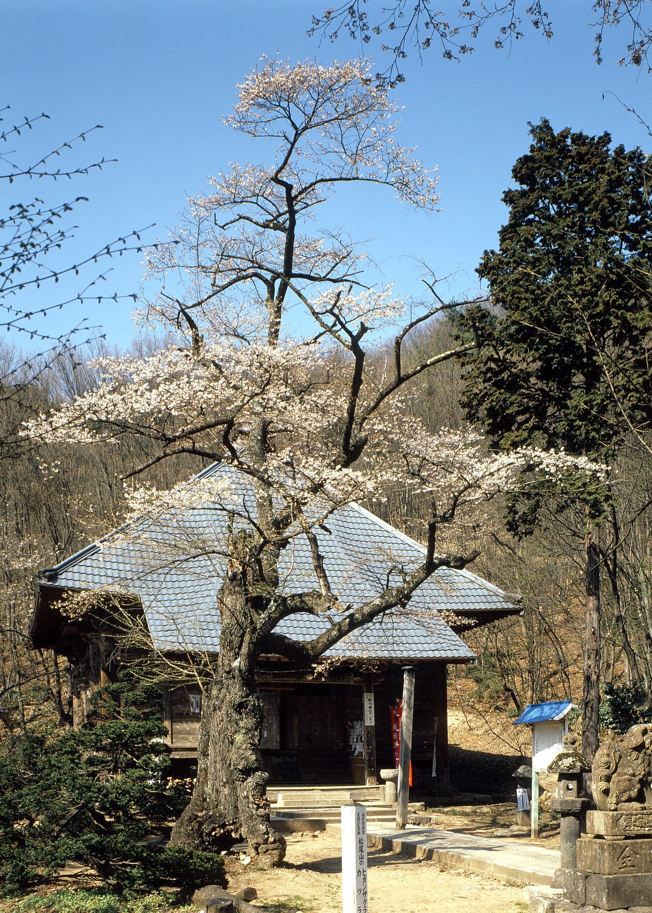 松尾山のヒガンザクラ