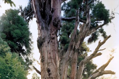 津金沢の大スギ