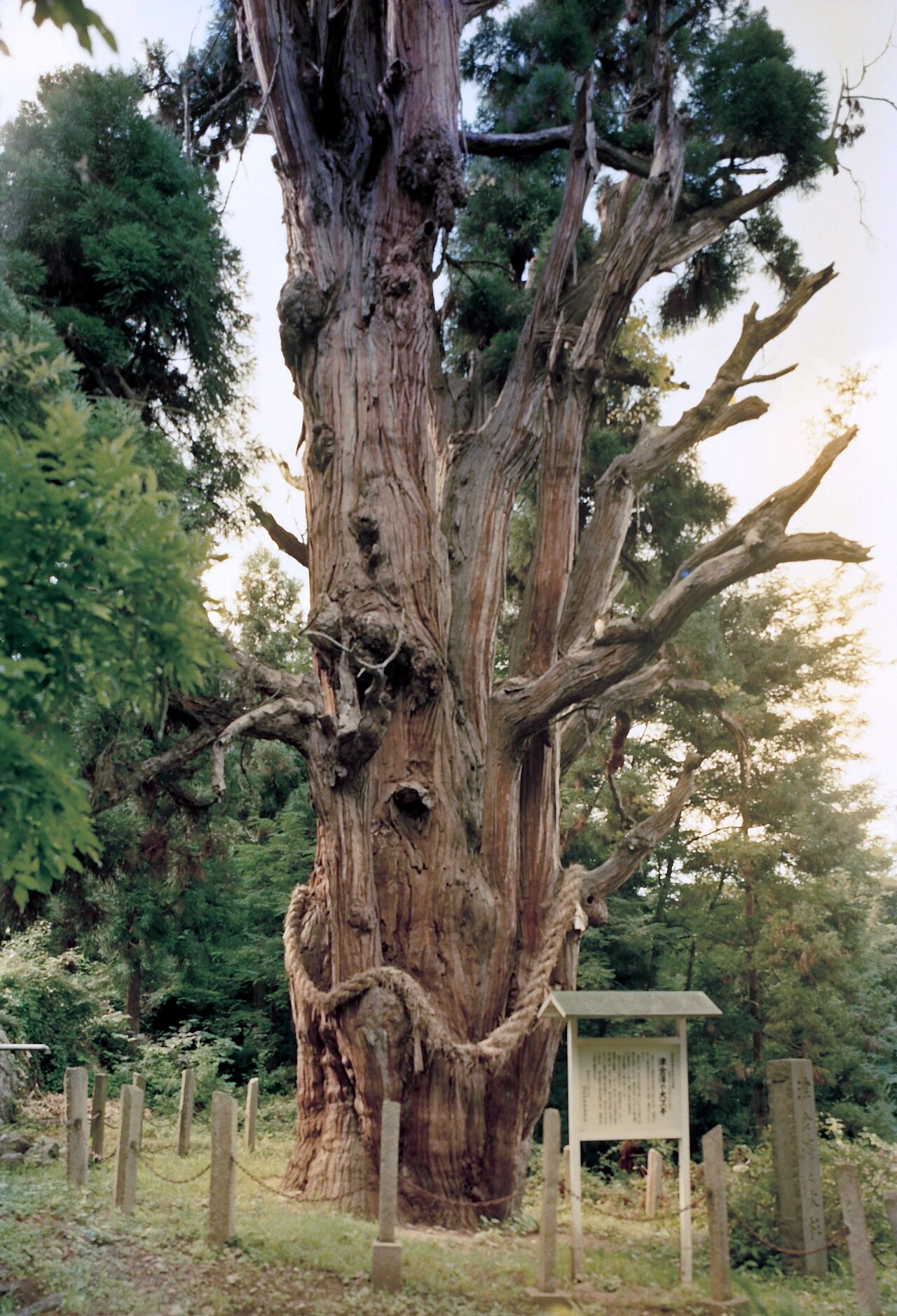 津金沢の大スギ