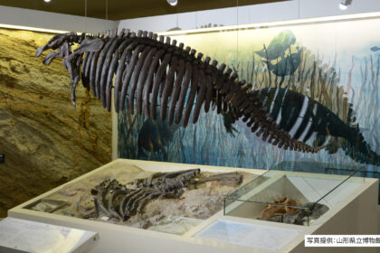 ヤマガタダイカイギュウ化石