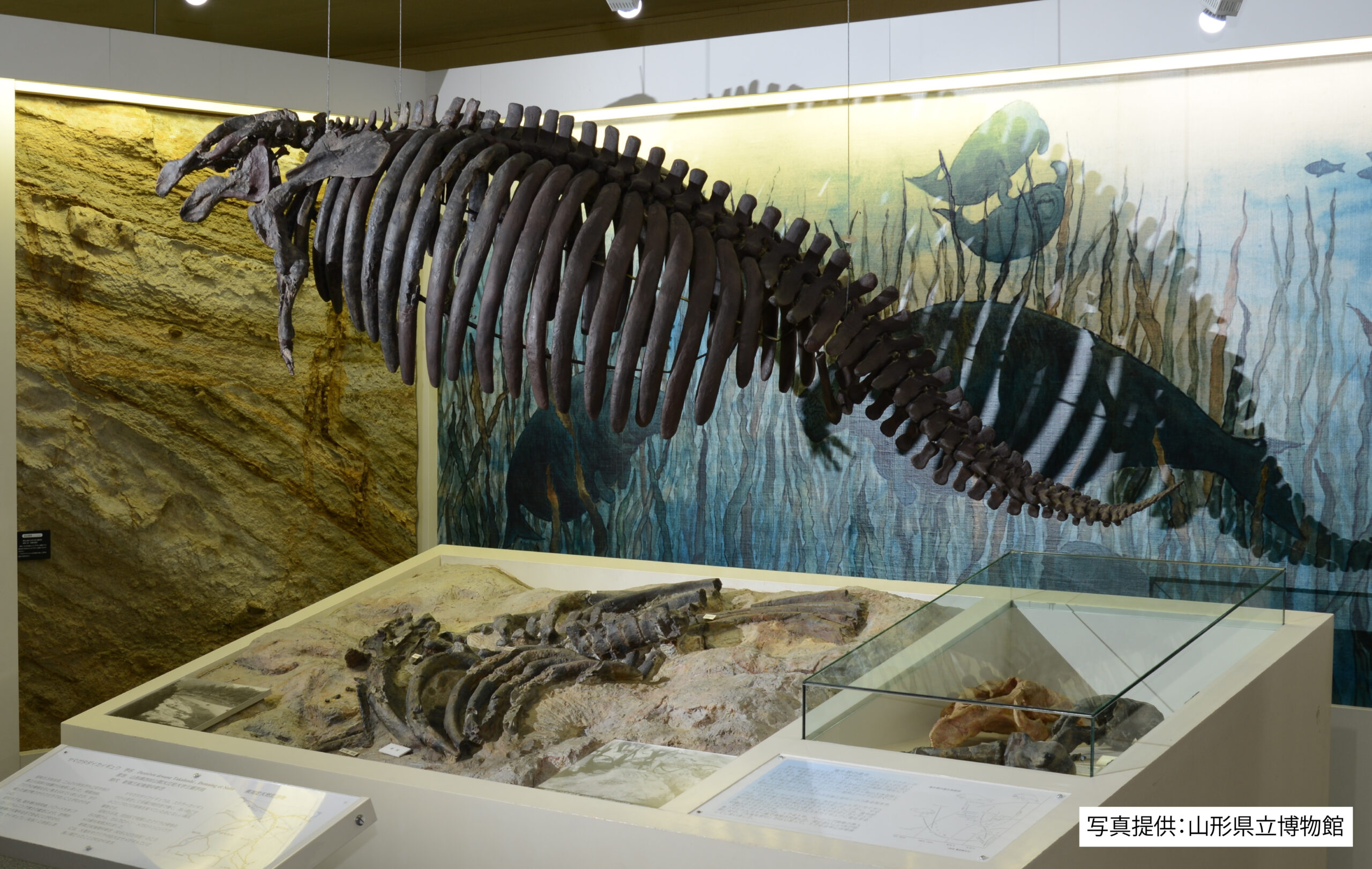 ヤマガタダイカイギュウ化石